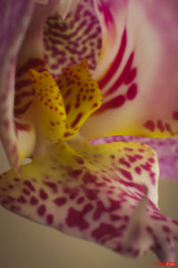 Orchid 2103-14